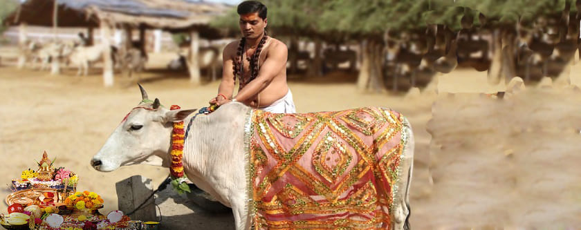 Cow Donation or Baitarni Cow Daan while doing Pind daan (Death Rituals)